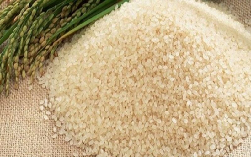 “بكام الأرز الشعير والمصري؟” سعر طن الأرز الشعير اليوم السبت 6 ابريل 2024 في الأسواق والمحلات