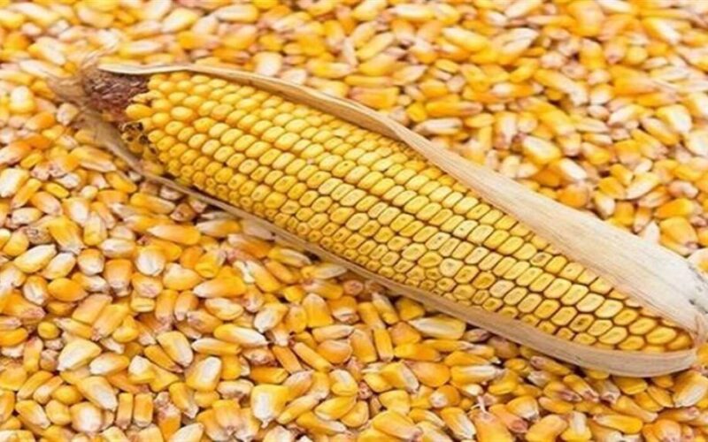 “اردب الذرة بكام؟” سعر طن الذرة الصفراء اليوم السبت 6-4-2024 في مصر للمستهلك والأعلاف