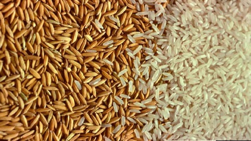 تعرف على سعر طن الأرز الشعير اليوم 12 مايو 2024 وباقي السلع الأخري في الأسواق المحلية