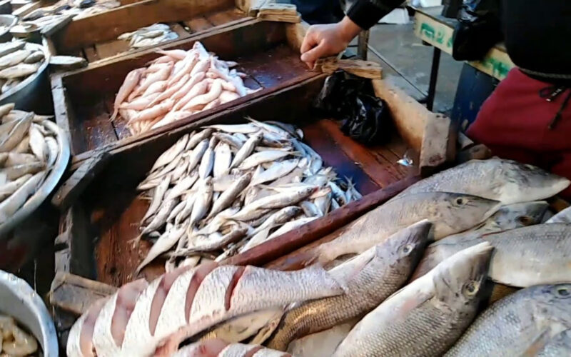 “بكام يا بلطي” اسعار السمك يوم السبت 11 مايو 2024 في الأسواق المصرية