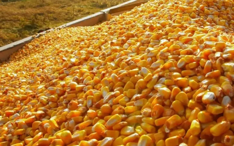 زيادة سعر طن الذرة الصفراء اليوم الأحد 12 مايو 2024 في الأسواق المحلية داخل مصر