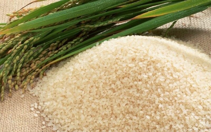 سعر طن الأرز الشعير اليوم  السبت الموافق 18 مايو عام 2024 داخل الأسواق المحلية فى مصر